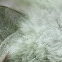 ¡Emotivo! Bebé koala en zoológico de Viena ya tiene padrino