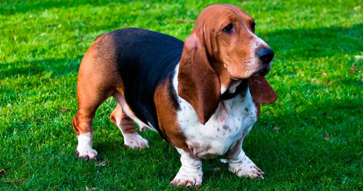 Basset hound Basset hound
