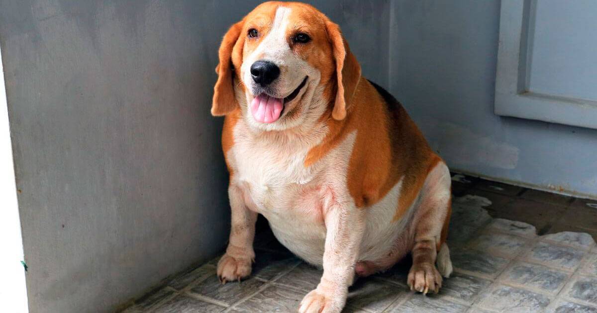 Beagles Beagles