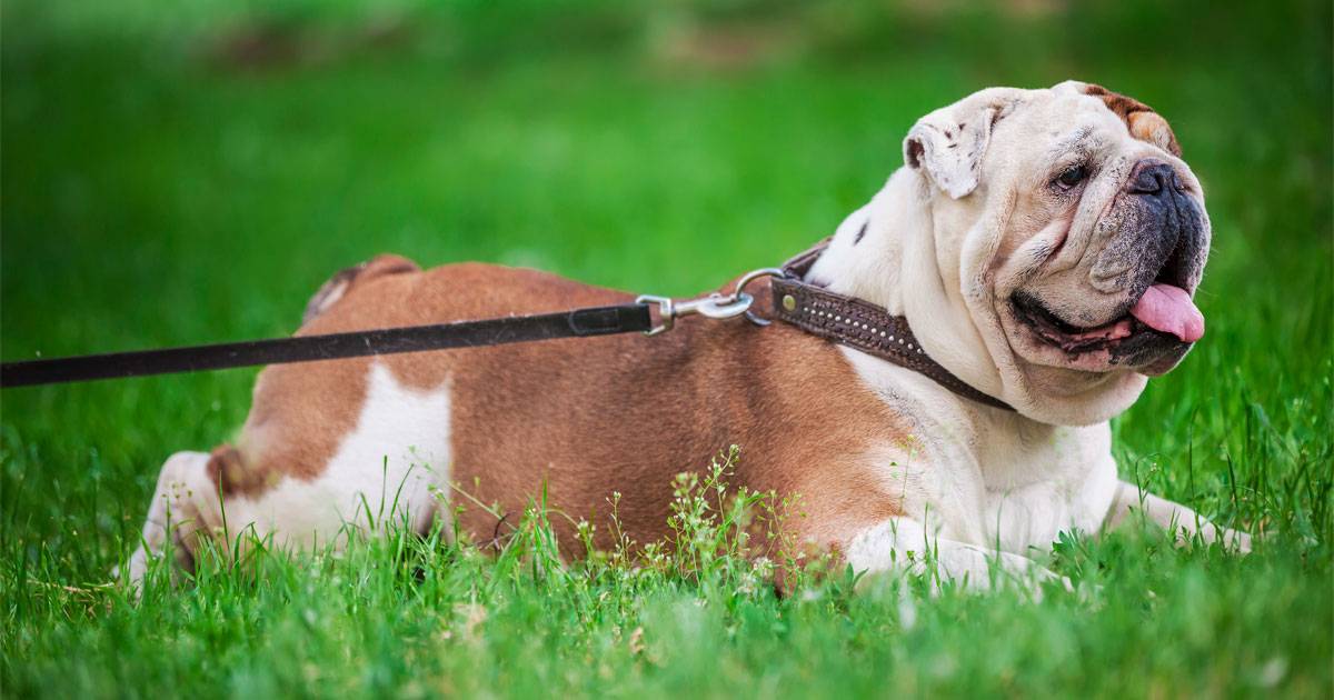 Buldogue Inglês Buldogue Inglês