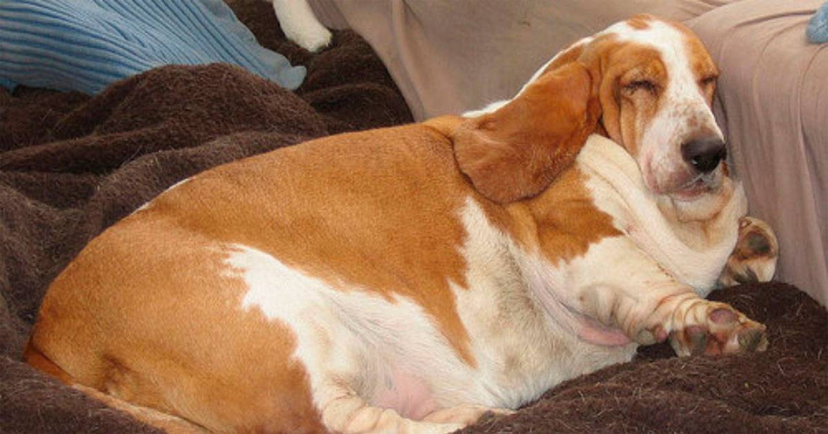 Dachshunds Dachshunds