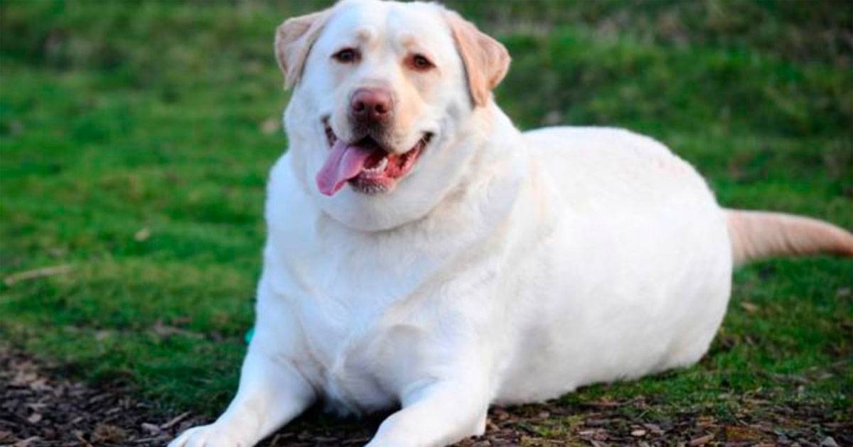 labrador labrador