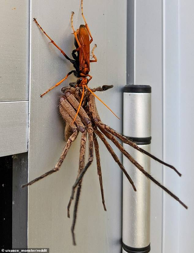 aranha