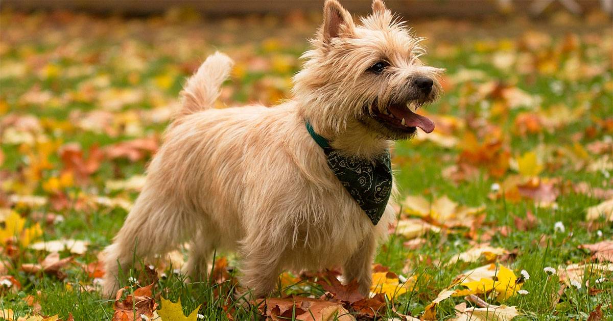Cairn terrier Cairn terrier