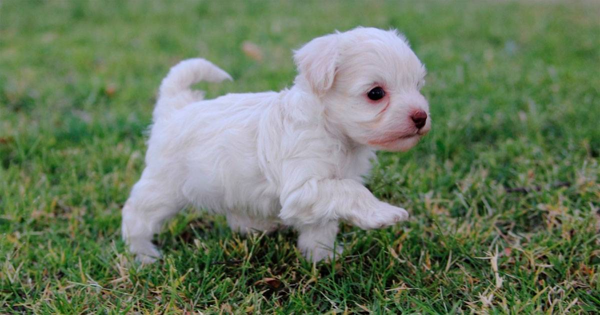 poodle toy