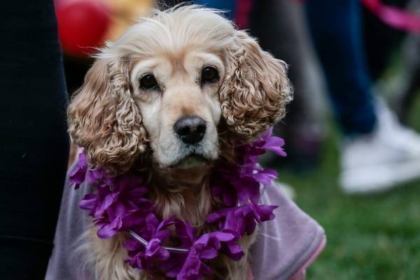 Hombre condenado por maltrato animal en Punte Alto no podrá tener nunca más una mascota