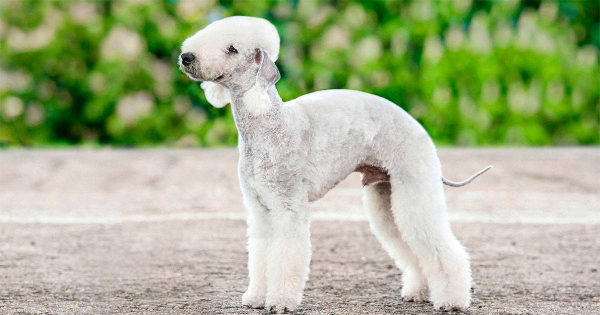 Bedlington terrier Bedlington terrier
