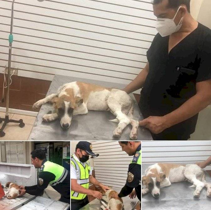 Perrito atendido tras ser atropellado