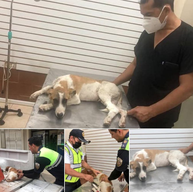 Perrito atendido tras ser atropellado