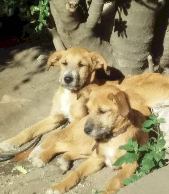 Dos cachorras de cuatro meses buscan un hogar responsable