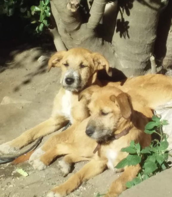 Dos cachorras de cuatro meses buscan un hogar responsable
