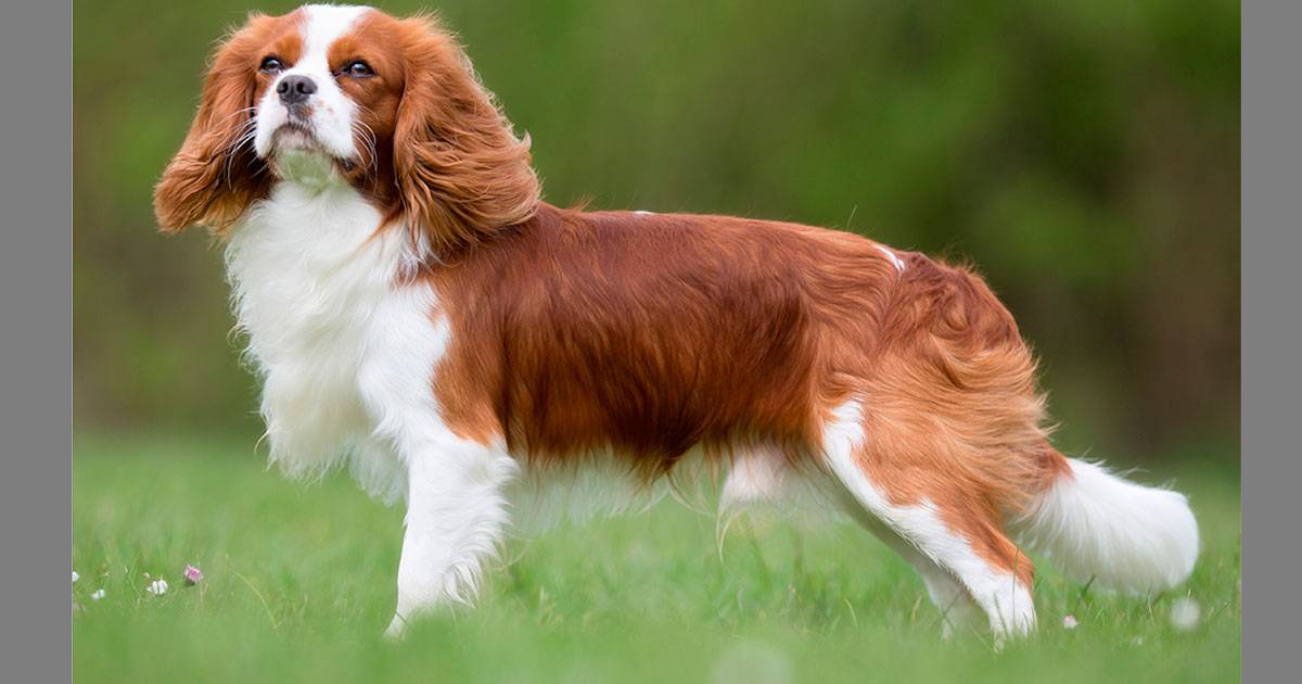 Cavalier King Charles Spaniel Cavalier King Charles Spaniel