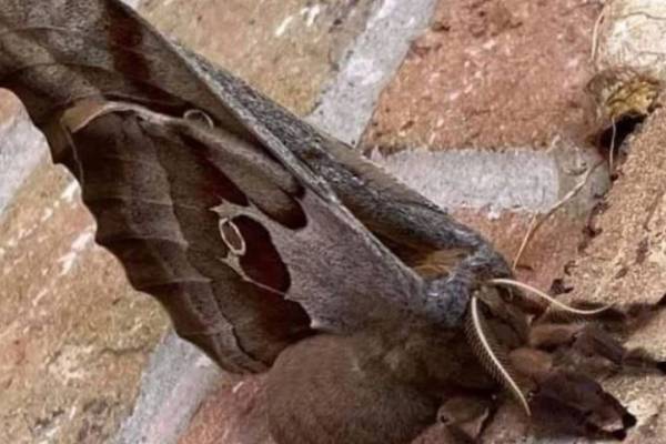 "Tarántulas con alas": la nueva amenaza del 2020 que llegó a Estados Unidos y México