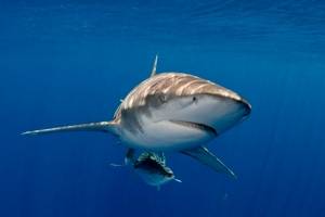 Tubarão bebê com ‘rosto humano’ apavora pescadores