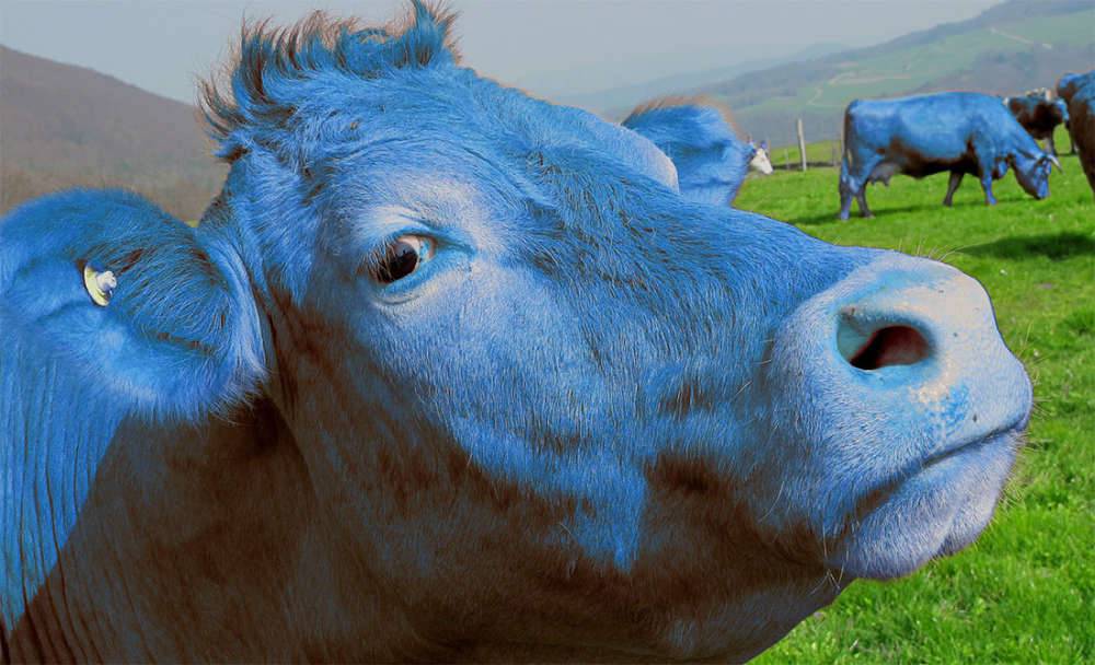 vaca 2