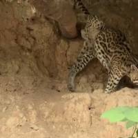Rescatan a animales afectados por los incendios forestales en Brasil