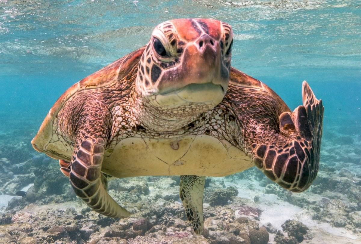 Terry la tortuga