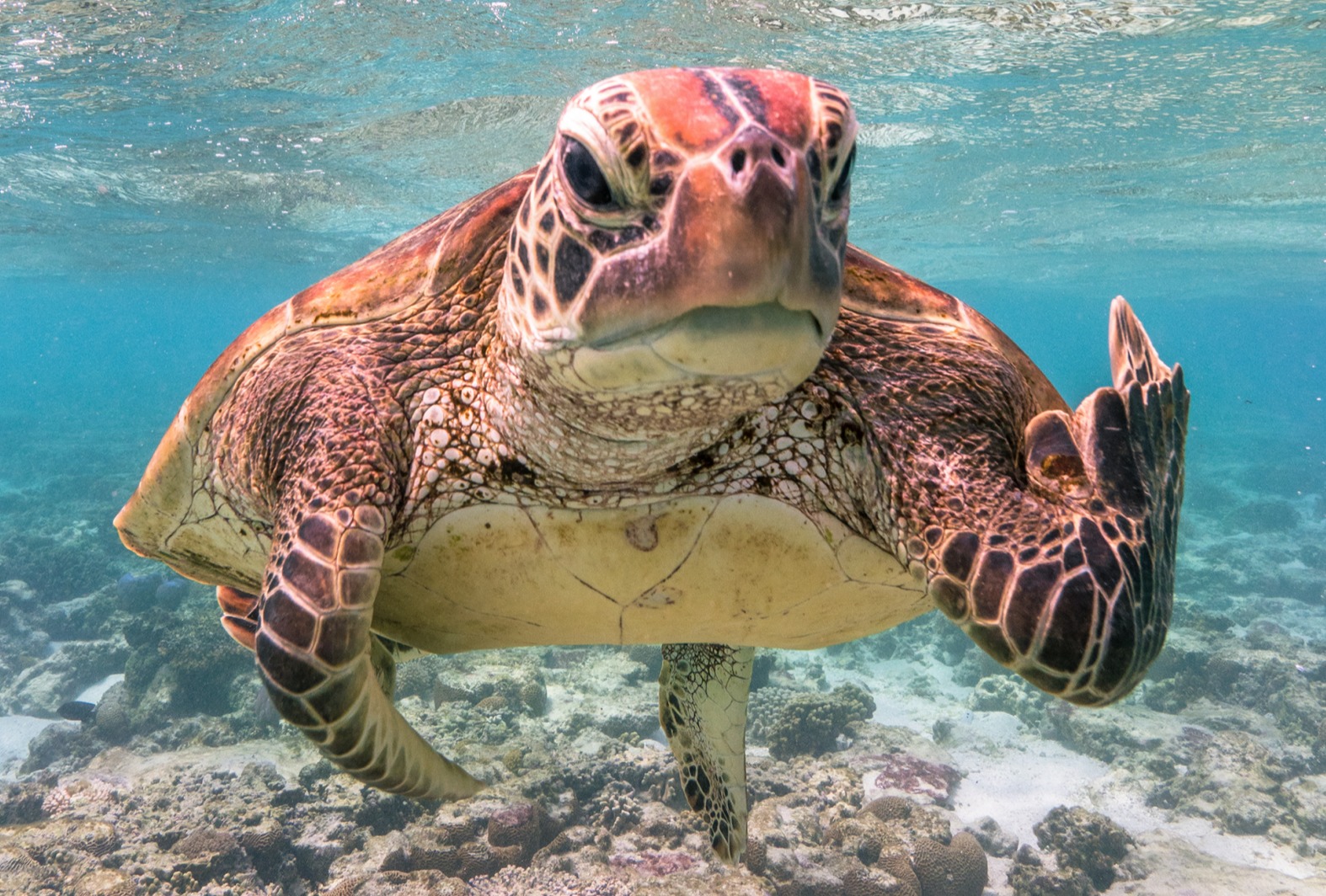 Terry la tortuga