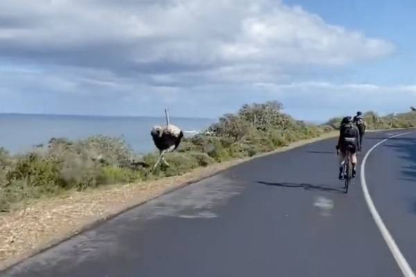 Avestruz se sumó a carrera de ciclistas y se vuelve fenómeno en redes