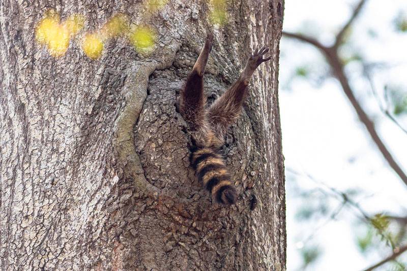 Estas são as fotos mais engraçadas e inusitadas do reino animal Estas são as fotos mais engraçadas e inusitadas do reino animal