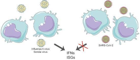 coronavirus asintomático