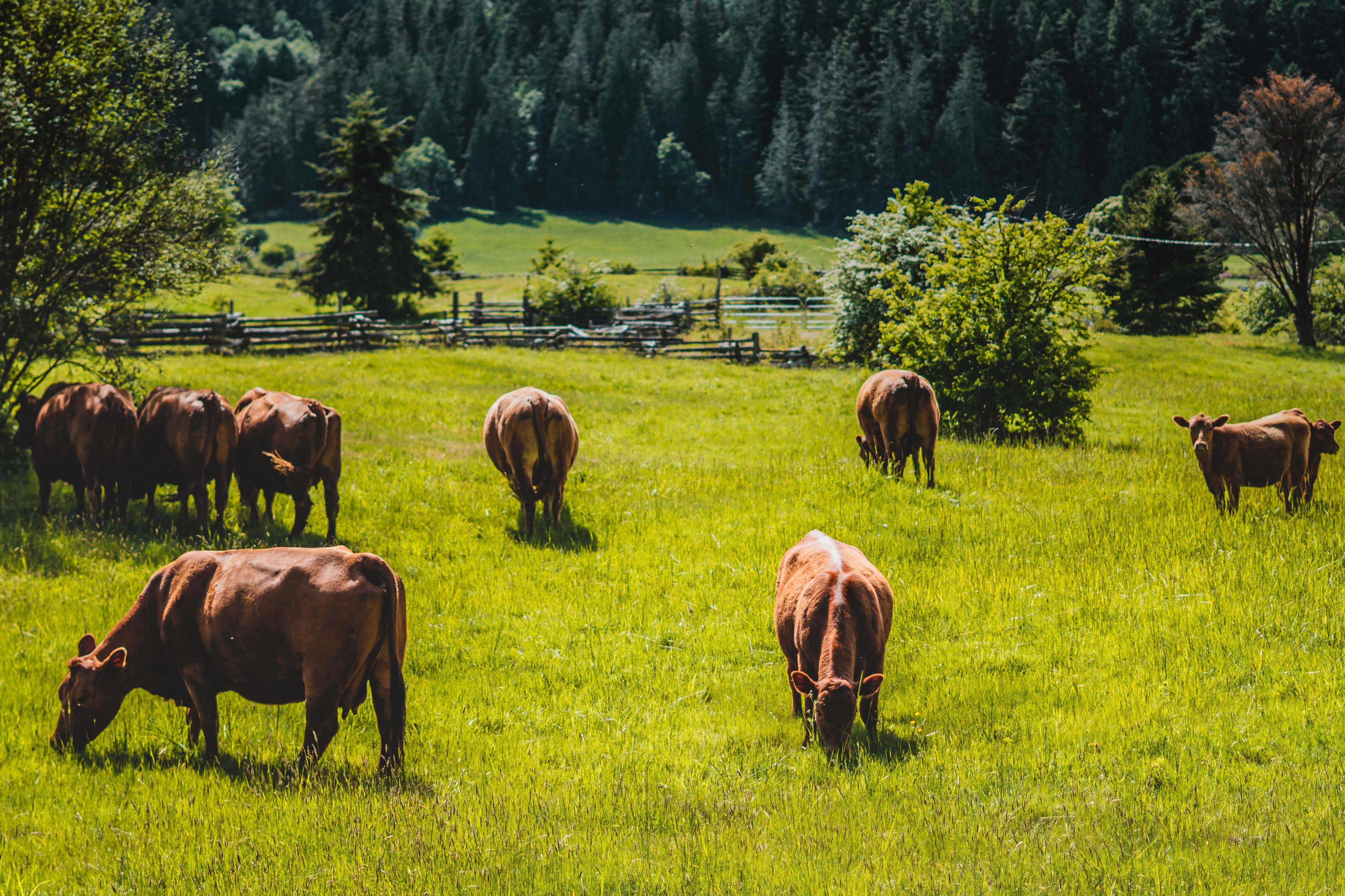  Vacas marrones 