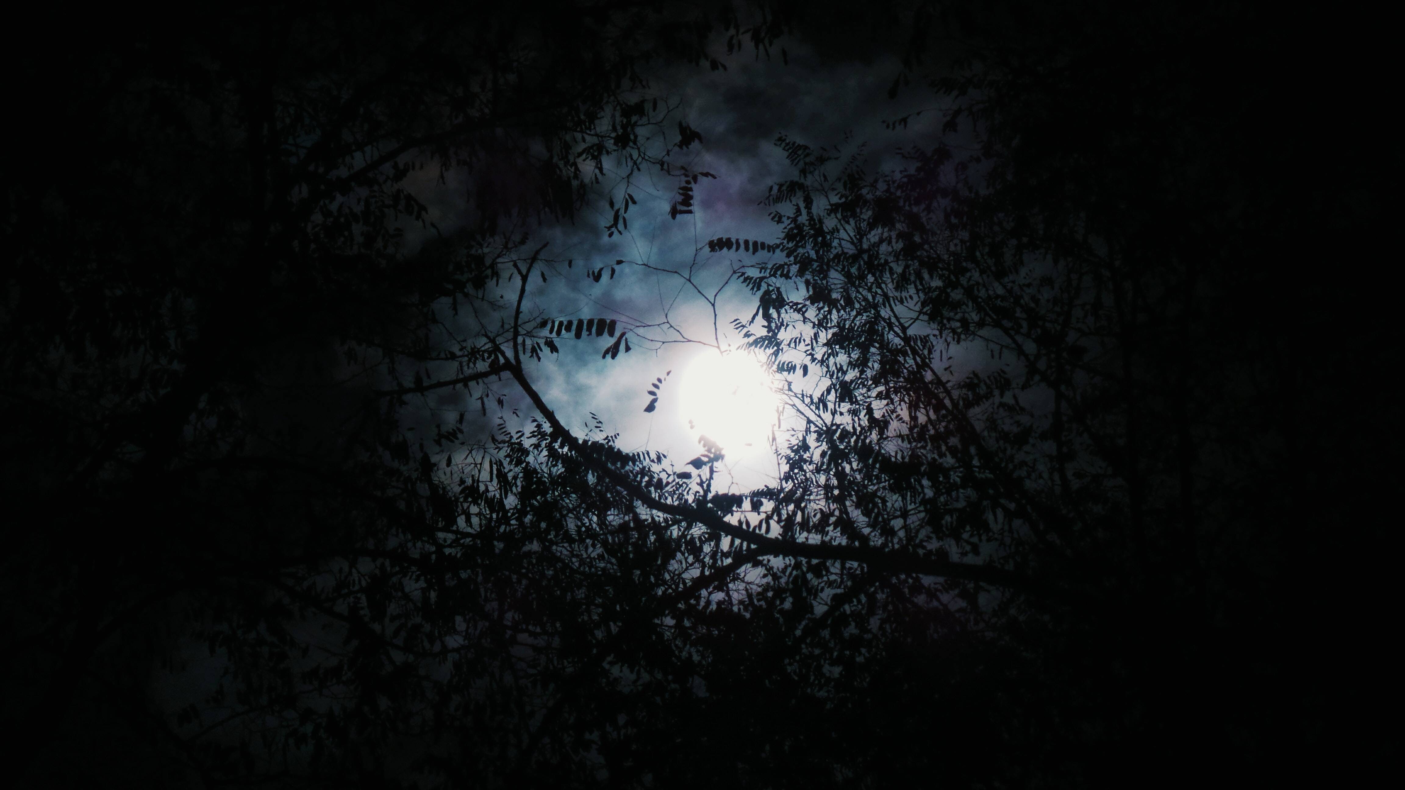 Luna Luna