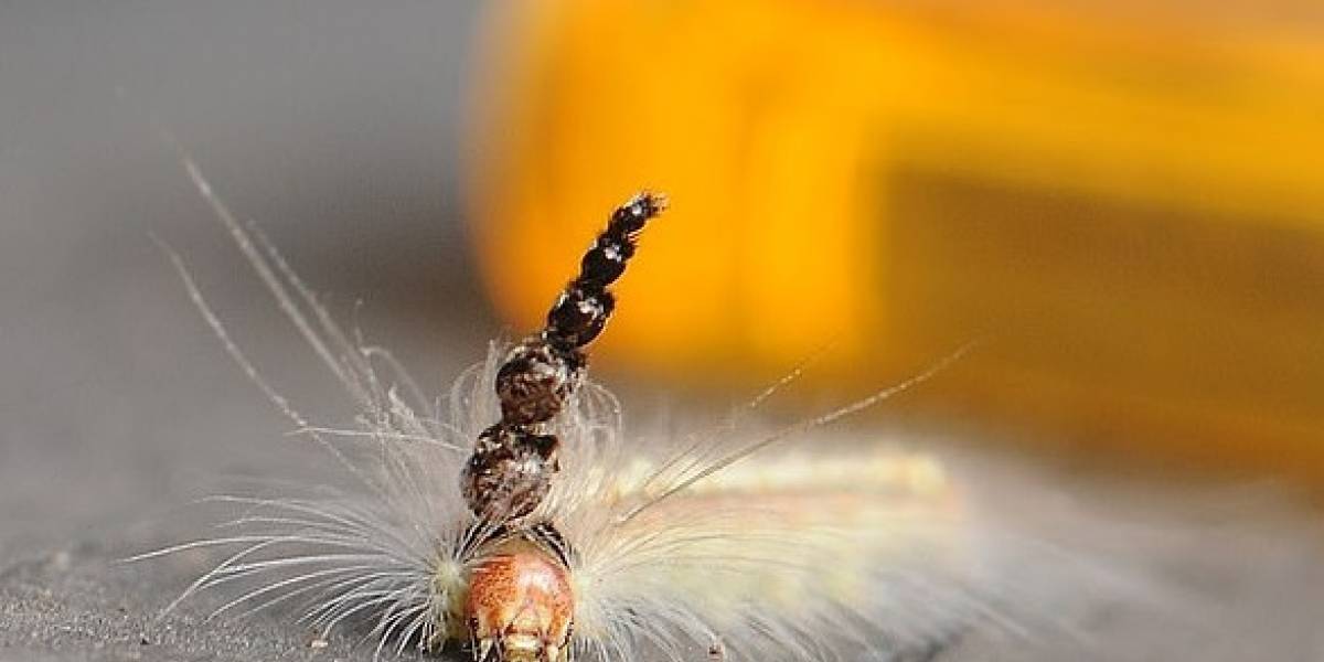 Naturaleza: conoce a la oruga australiana que utiliza sus propios cráneos como arma contra sus enemigos