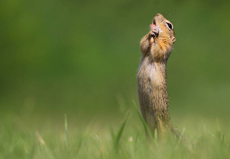 Estas são as fotos mais engraçadas e inusitadas do reino animal Estas são as fotos mais engraçadas e inusitadas do reino animal