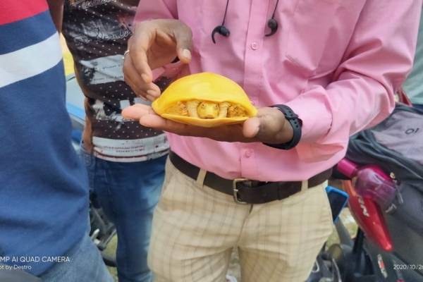 Sorprendente hallazgo de tortuga amarilla en India: es la segunda encontrada este año