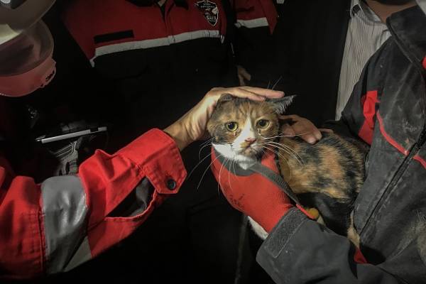 Gato es rescatado tras 30 horas bajo los escombros tras terremoto en Turquía: fue hallado por perro de rescate