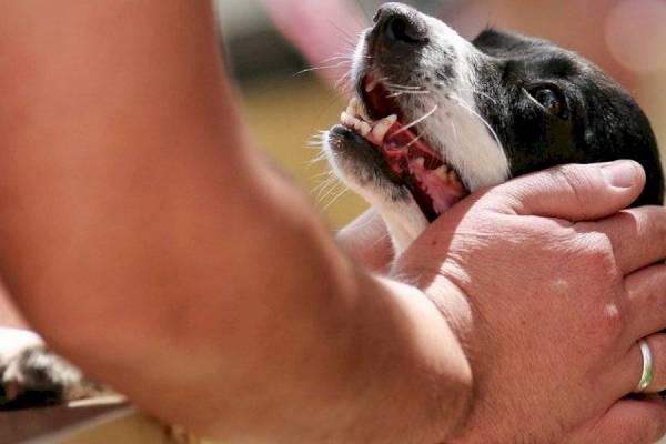 Impactante maltrato animal en España: hombre le cortó las cuerdas vocales a 34 perros