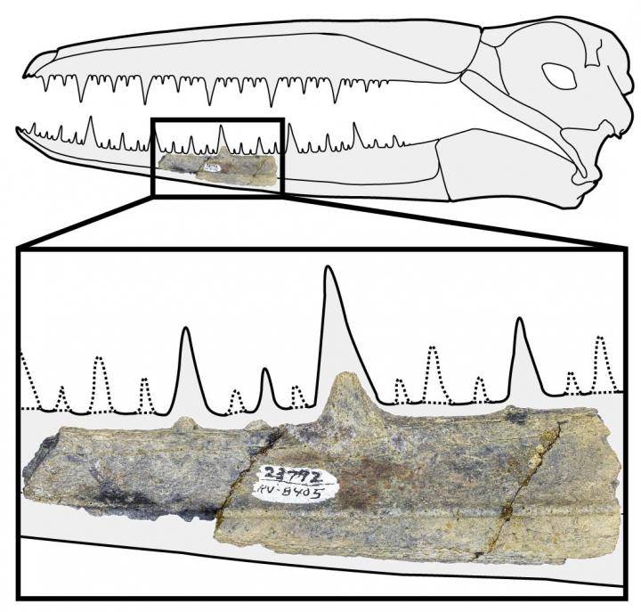  La muestra de una de las aves prehistóricas. 