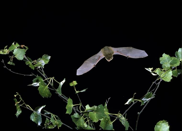 Uno de los murciélagos hallados, el Pipistrelle común. Uno de los murciélagos hallados, el Pipistrelle común.