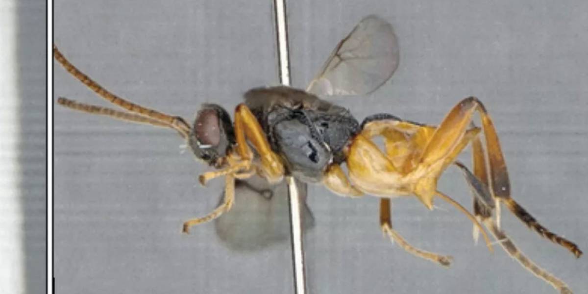Nada que temer: hay una nueva especie de insecto y su nombre es 'Avispa Godzilla'