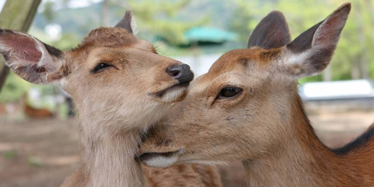 Japón: crean bolsas comestibles para salvar a los ciervos de Nara