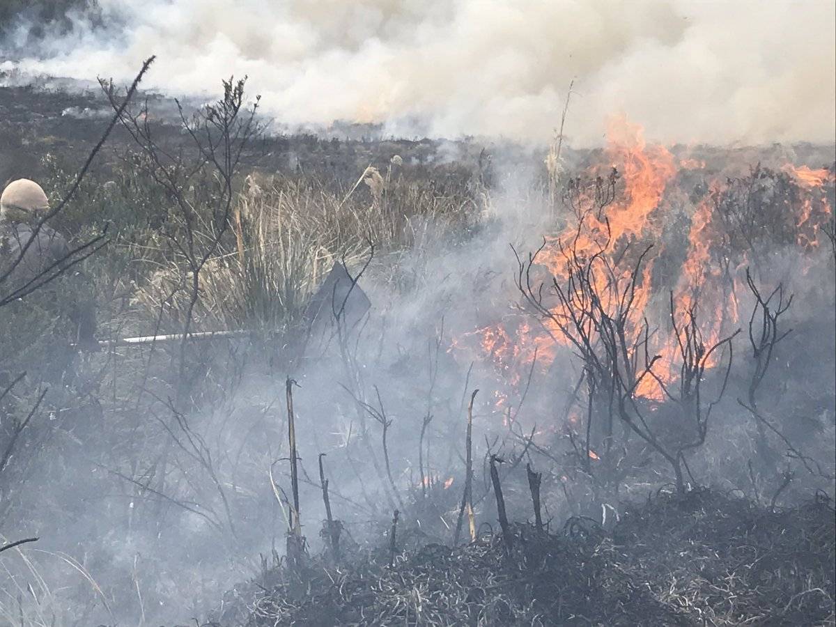 Controlan incendio del Parque Nacional Cayambe, 2000 hectáreas fueron afectadas