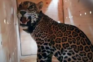 Jaguar COVI: Fue liberado en Sian Ka