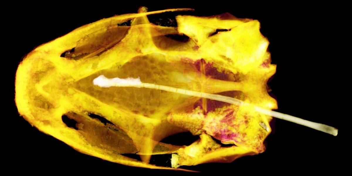 Resuelto el misterio del enigmático fósil de 99 millones de años: conoce al albie