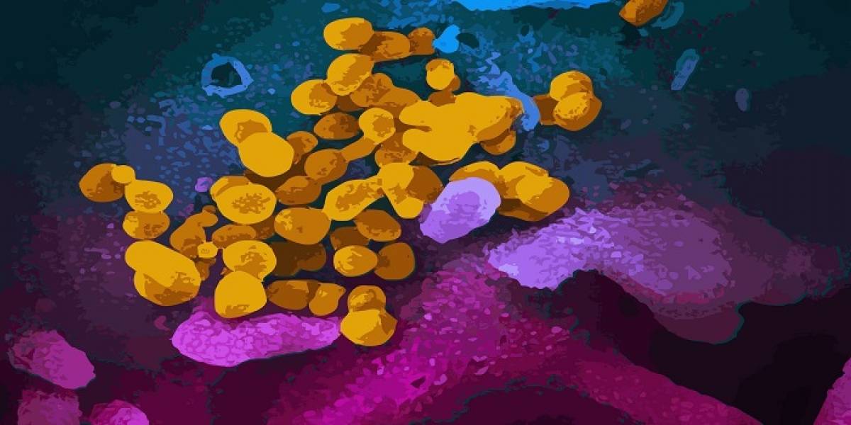 ¿Cómo luce el COVID-19? Científicos revelan su estructura interna