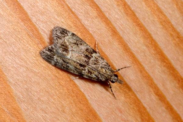 Polillas: así puedes evitar que entre a tu casa este insecto nocturno