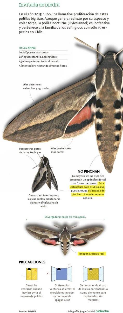 infografía polilla