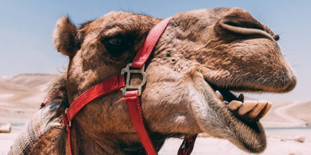 Los camellos inspiran a investigadores del MIT para crear un medio de refrigeración sin electricidad
