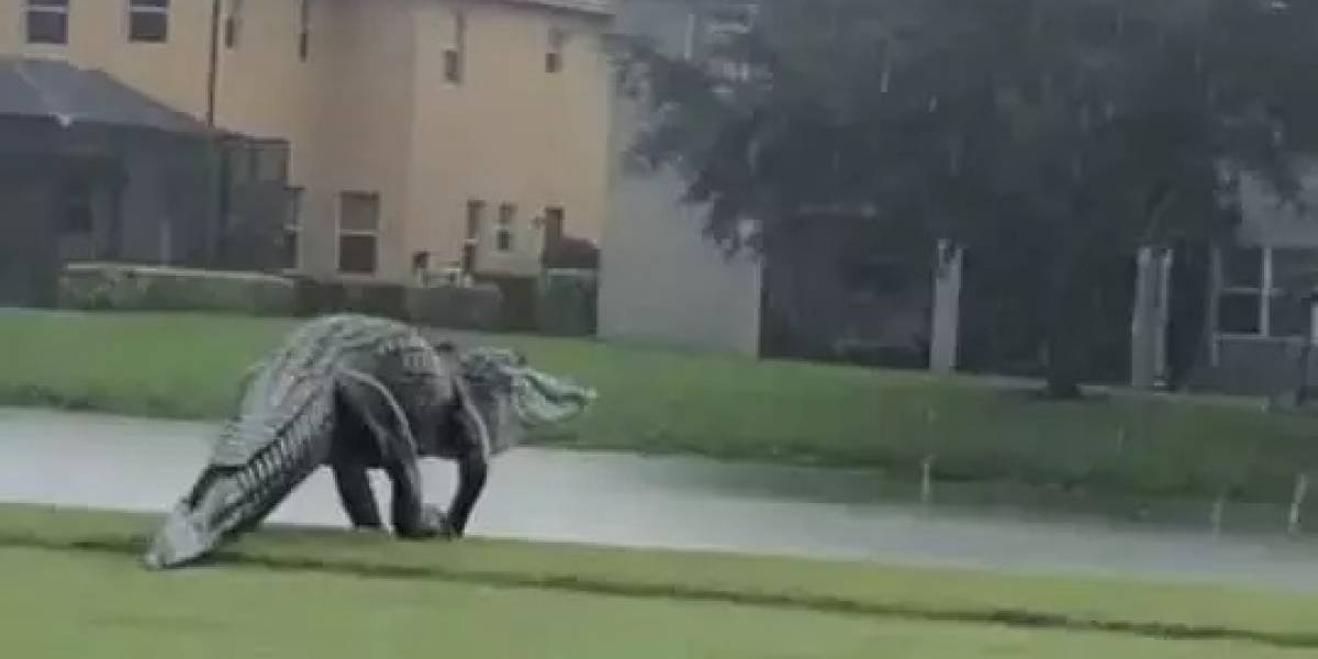 "Después de la tormenta viene la calma"... ¿La calma? Un cocodrilo gigante
