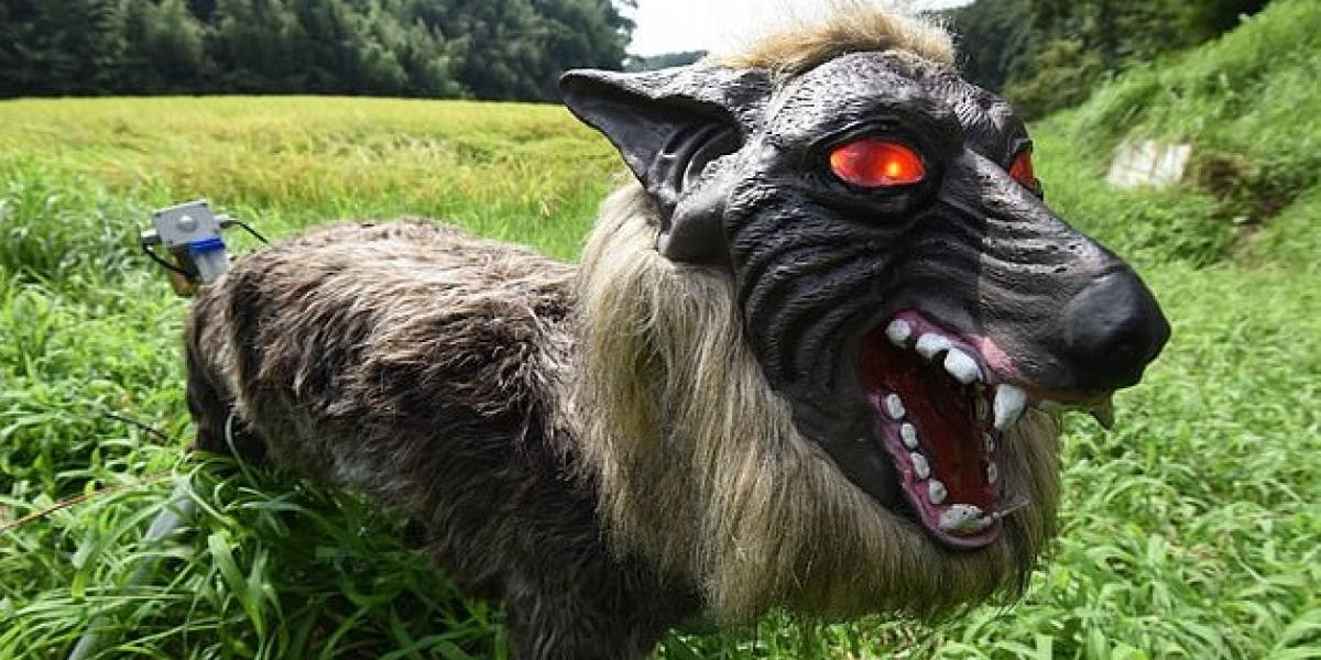 Tecnología: en Japón encontraron la manera de fabricar lobos robots para ahuyentar a los osos