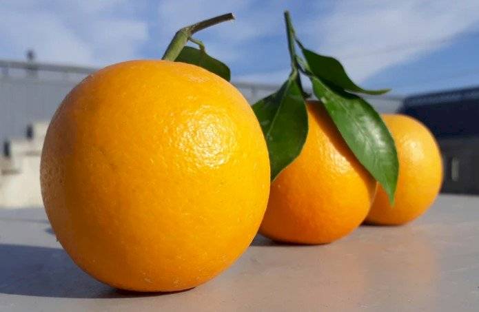 alimentos ricos en hierro