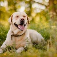Adorables: Los perros tienen la capacidad de sonreír, según la UNAM