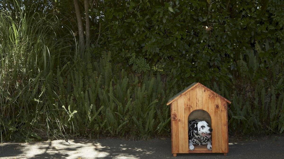 doghouse