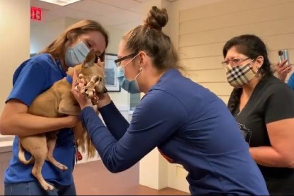 Perro se reencuentra con su familia seis años después de haberse perdido