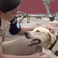 Marinos rescatan y adoptan a perrito abandonado durante las inundaciones de Tabasco